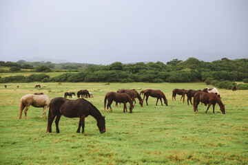 Horses In Gunstock Ranch, Oahu Island Hawaii | Nature Landscape Travel Canvas Print Questions & Answers
