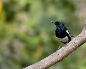 Oriental Magpie Robin In A Perch Shot At South India Wall Mural Questions & Answers