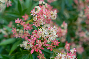 Clusters Of Pink And White Flowers Closeup Ceratopetalum Gummiferum New South Wales Christmas Bush Wall Mural Questions & Answers